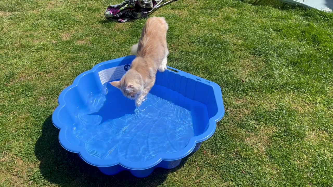 Maine Coon Splashes in Paddling Pool