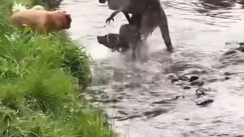 Top 5 Funniest Animal Moments You’ll Watch Twice 😂🐶🐱
