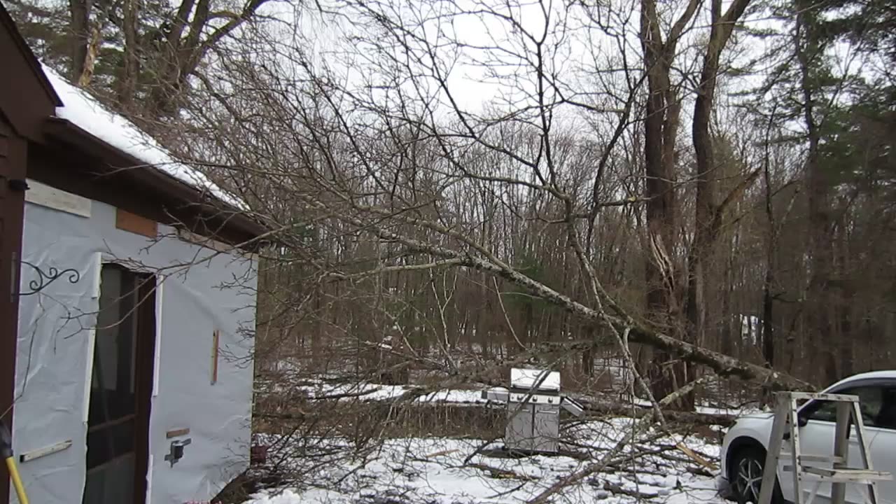 Quick vid of a tree fail