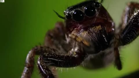 Kung Fu Mantis vs Jumping Spider: Epic Insect Battle