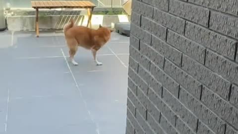 The dog learned so quickly