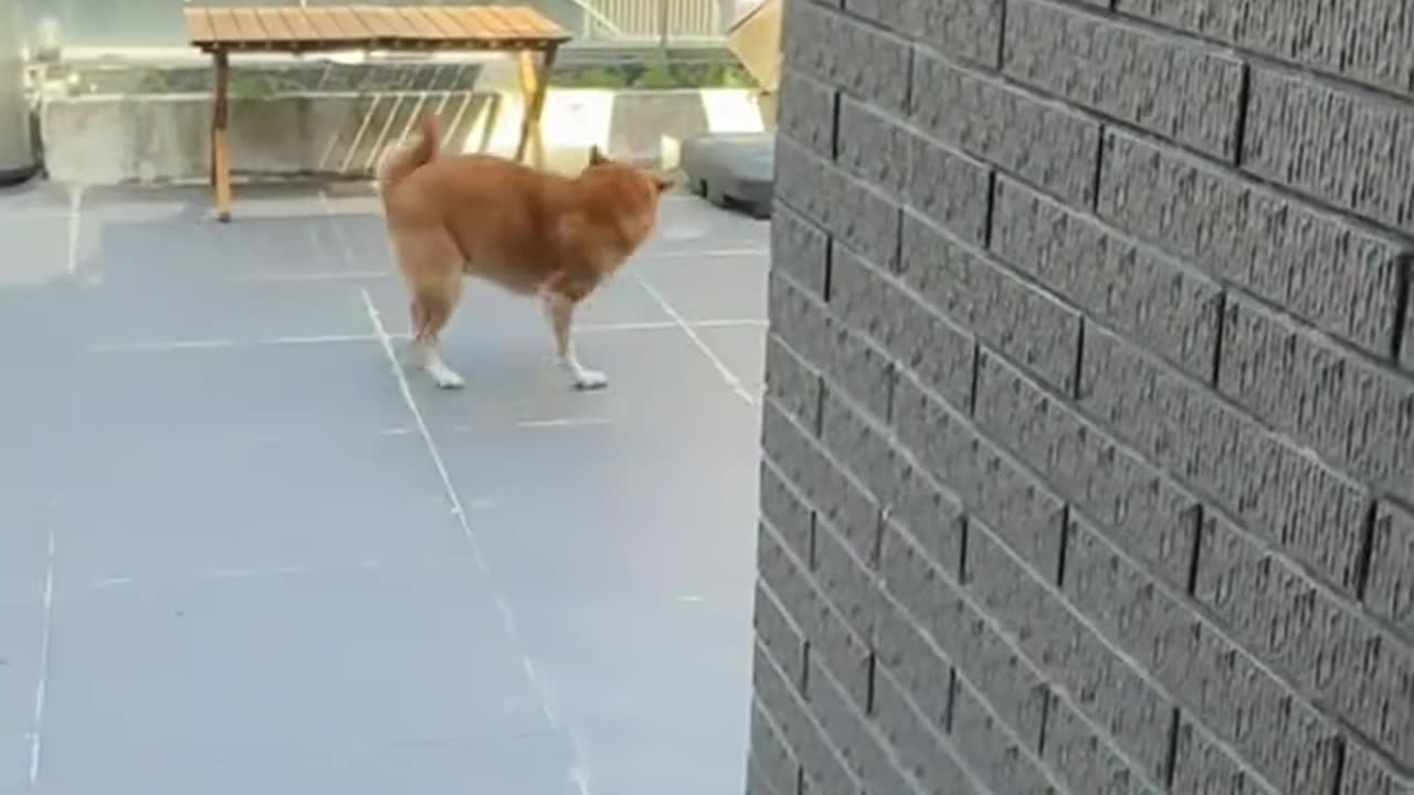 The dog learned so quickly