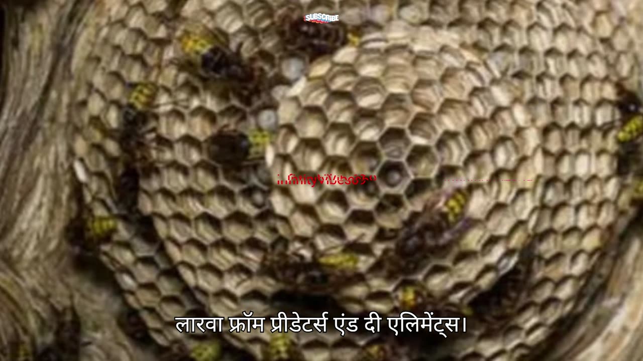 What's inside of Wasp or Hornet nest