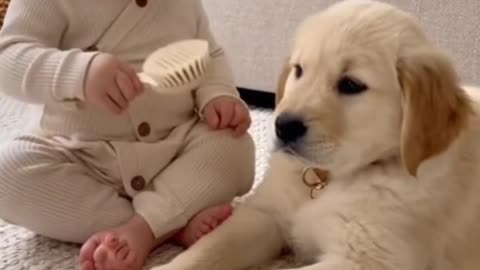 Cute Baby Playing With Animals | Adorable Baby & Pets Moments | Funny Animal Reactions”