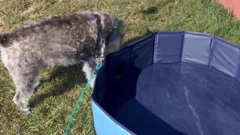 Leo Gets a Puppy Pool #puppy #pet #petlover #dog #dogshorts #sweet #cute #doglife #funny #petshorts