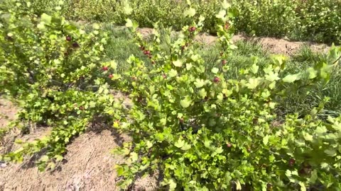 Gooseberries