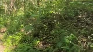 ⚔️🔥 Myanmar War | CDM-Siyin Fighters Ambush Junta Reinforcements at Mualpi | RCF