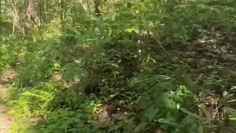 ⚔️🔥 Myanmar War | CDM-Siyin Fighters Ambush Junta Reinforcements at Mualpi | RCF
