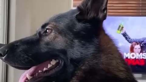 😂🐶 You Won't Believe What This Retired Police Dog Does! | FunFM