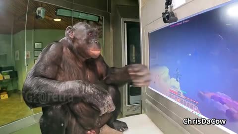 EXTRAORDINARY BONOBO KANZI HAS PASSED AWAY AT 44