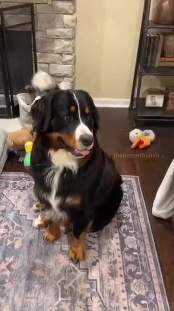#FunnyDog #DogVideo #DogFails #LaughOutLoud #PetHumor #ViralDog #ComedyPets