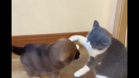 Funny Animal Videos 6