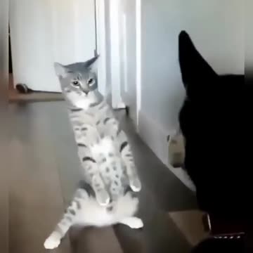 Funny cats Funny cats Cats jokes Funny animals Funny Cats