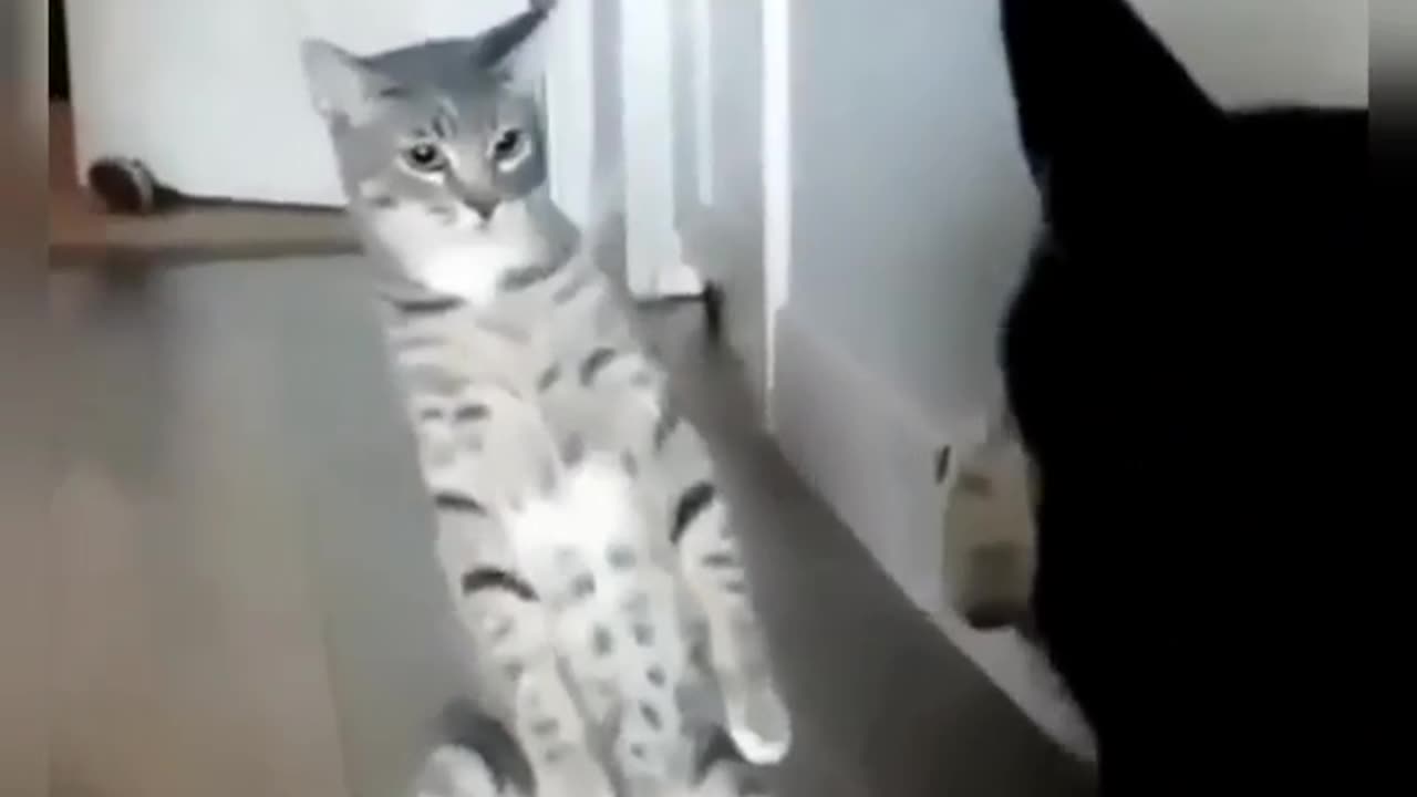 Funny cats Funny cats Cats jokes Funny animals Funny Cats