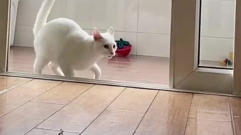 Very cute Cat