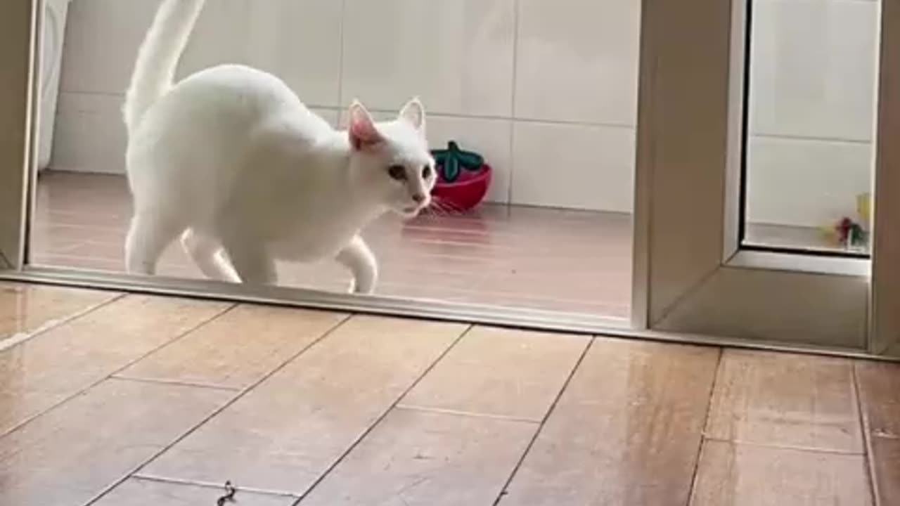 Very cute Cat