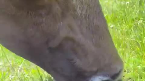 Trimming the grass