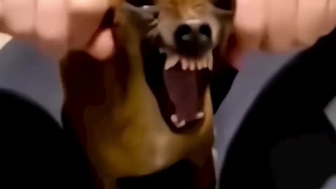 Funny animal video