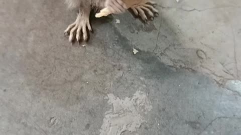Babe squirrel