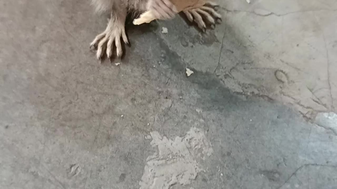 Babe squirrel