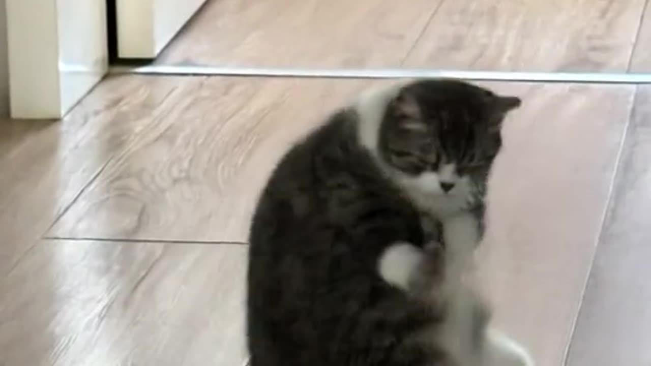 “🍶 Mimi, I Drank Two Taels! 😂 | Funny Short Clip”
