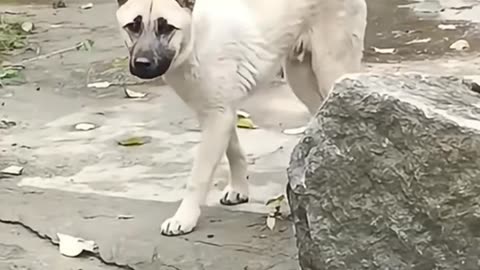 Puppy AI