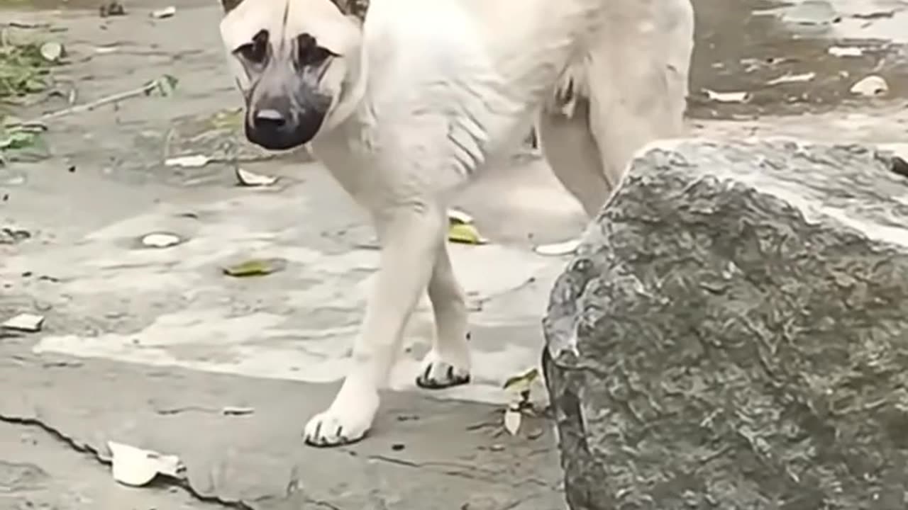 Puppy AI