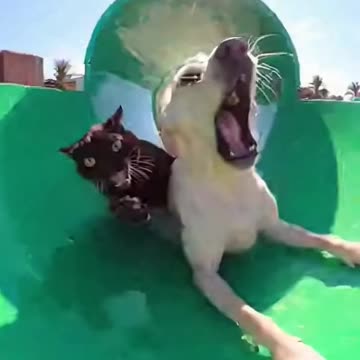 Bestie Said It’d Be Fun… Now We Both Need Therapy 😭🐾💦 | Funny Animal Moment