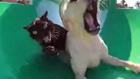 Bestie Said It’d Be Fun… Now We Both Need Therapy 😭🐾💦 | Funny Animal Moment