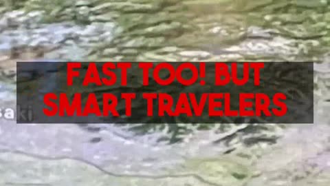 Your Guide to Smart Flight Booking for Budget Travelers