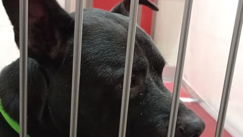 CJ-white 1y A868322 Paddles 5y A739156 kennel 133 PACC shelter frustrated CJ lashes out@me2025831955