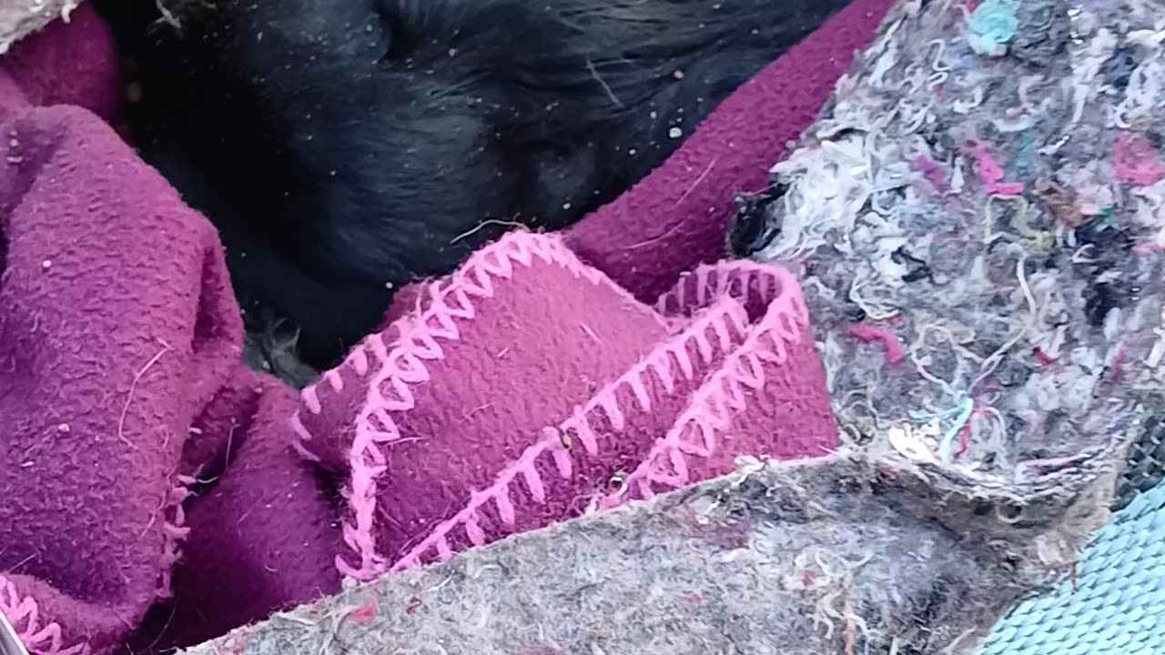 She's in her final bed. My innards now shouting at god.https://youtu.be/G5goISKPSH8?feature=shared