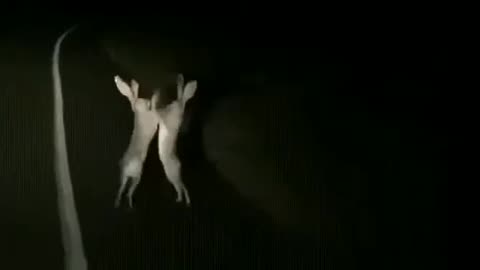 Bunnies are fighting near the road