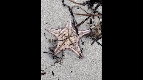 A Starfish Kinda Day ⭐️
