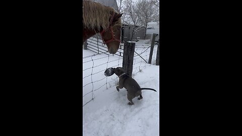 Pocket bully playing frisbee with horses