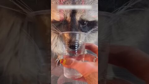 The raccoon almost got hit by a car but people saved him and became his family