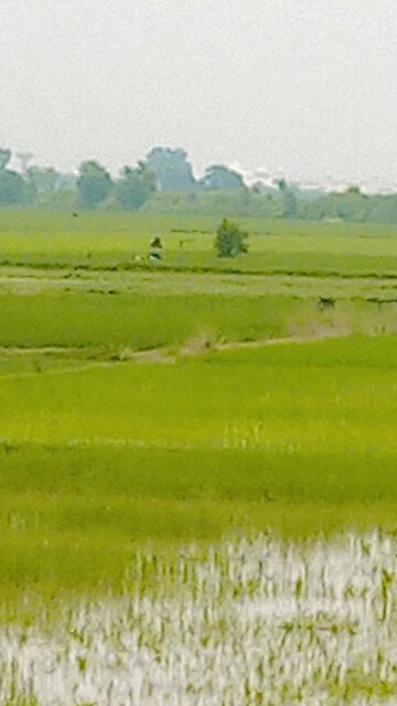 Golden Fields & Green Dreams 🌾 | Peaceful Countryside Scenery