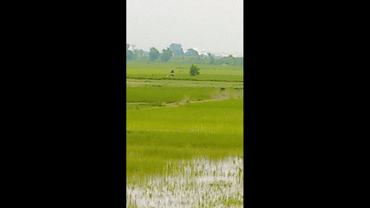 Golden Fields & Green Dreams 🌾 | Peaceful Countryside Scenery