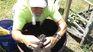 Busted....... How I plant tomatoes