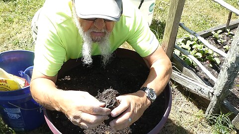 Busted....... How I plant tomatoes