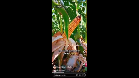 corn farm