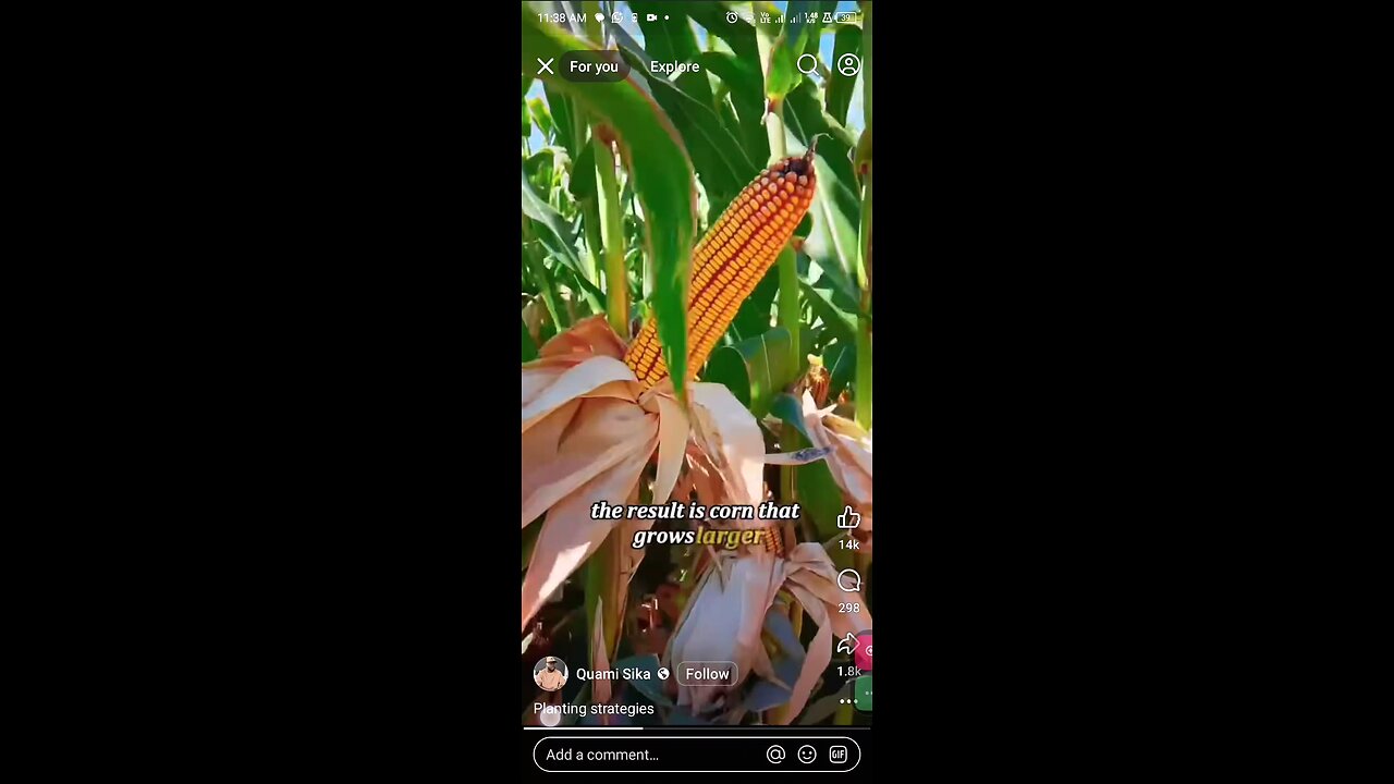 corn farm