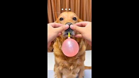 Dogs blow balloons.