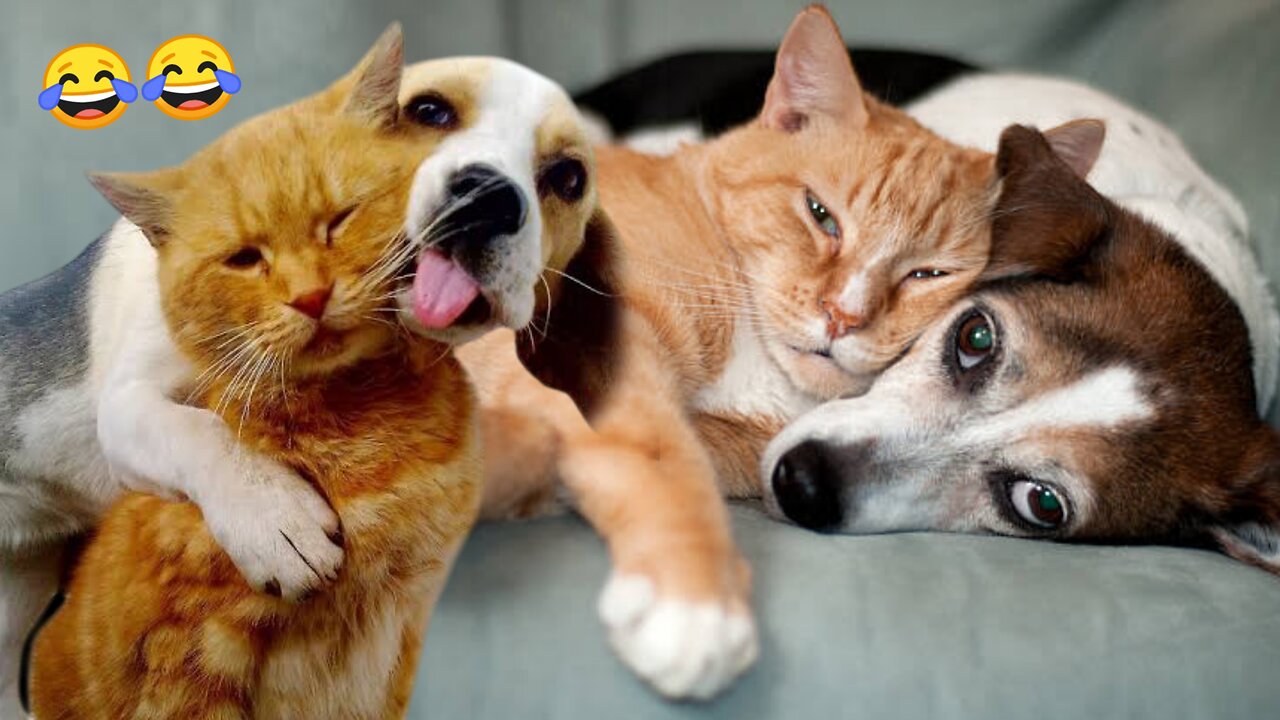 🐾 Laugh-Out-Loud Animal Moments! 😂 Epic Fails and Funny Reactions!