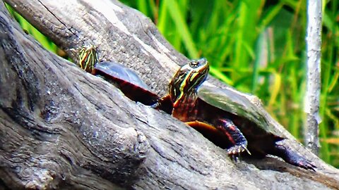 Painted Turtles