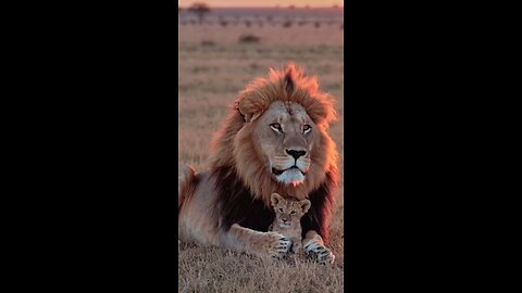 The lions love to baby lion