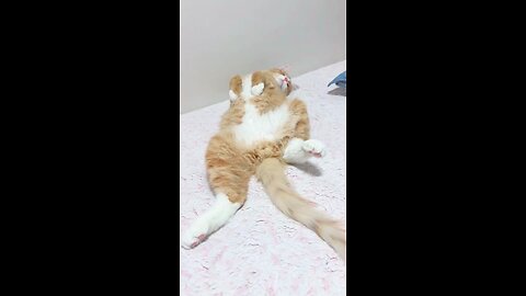 My cat sleeps like he pays the rent