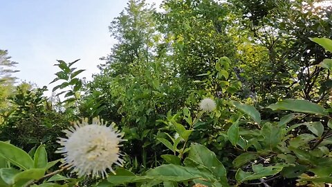Sugar Shack Buttonbush
