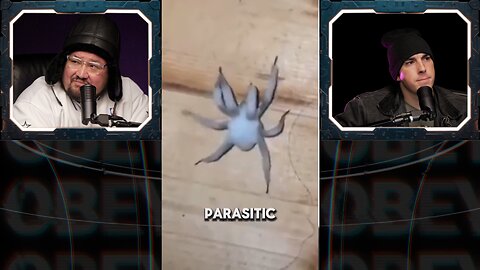 🚨REAl ZOMBIE SPIDERS - Last of US is happening - Cordyceps BODYOID🚨