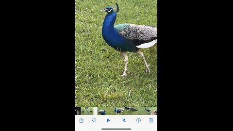 PEACOCK Versus BELGIAN MALINOIS!!!!🦚🐕